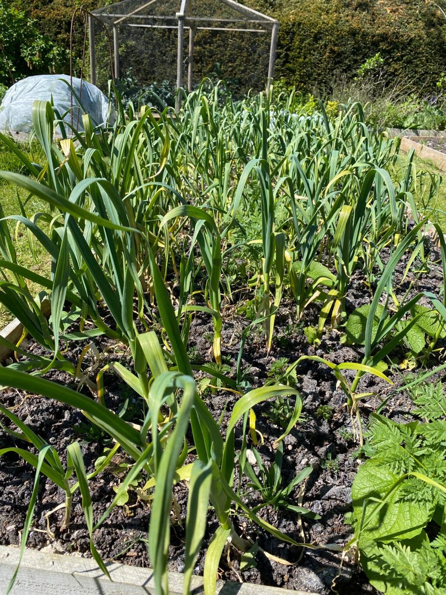 Garlic from the garden